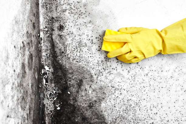 Best Attic Mold Removal  in Yacolt, WA
